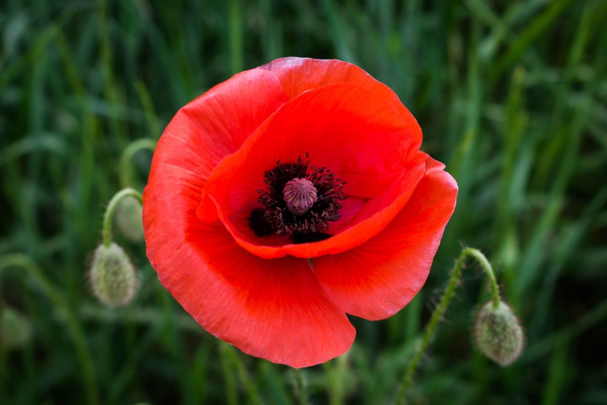 The importance of personal memory on Remembrance Day