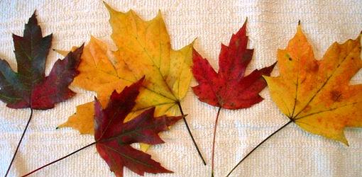 How to Preserve Fall Leaves and Branches with Glycerin